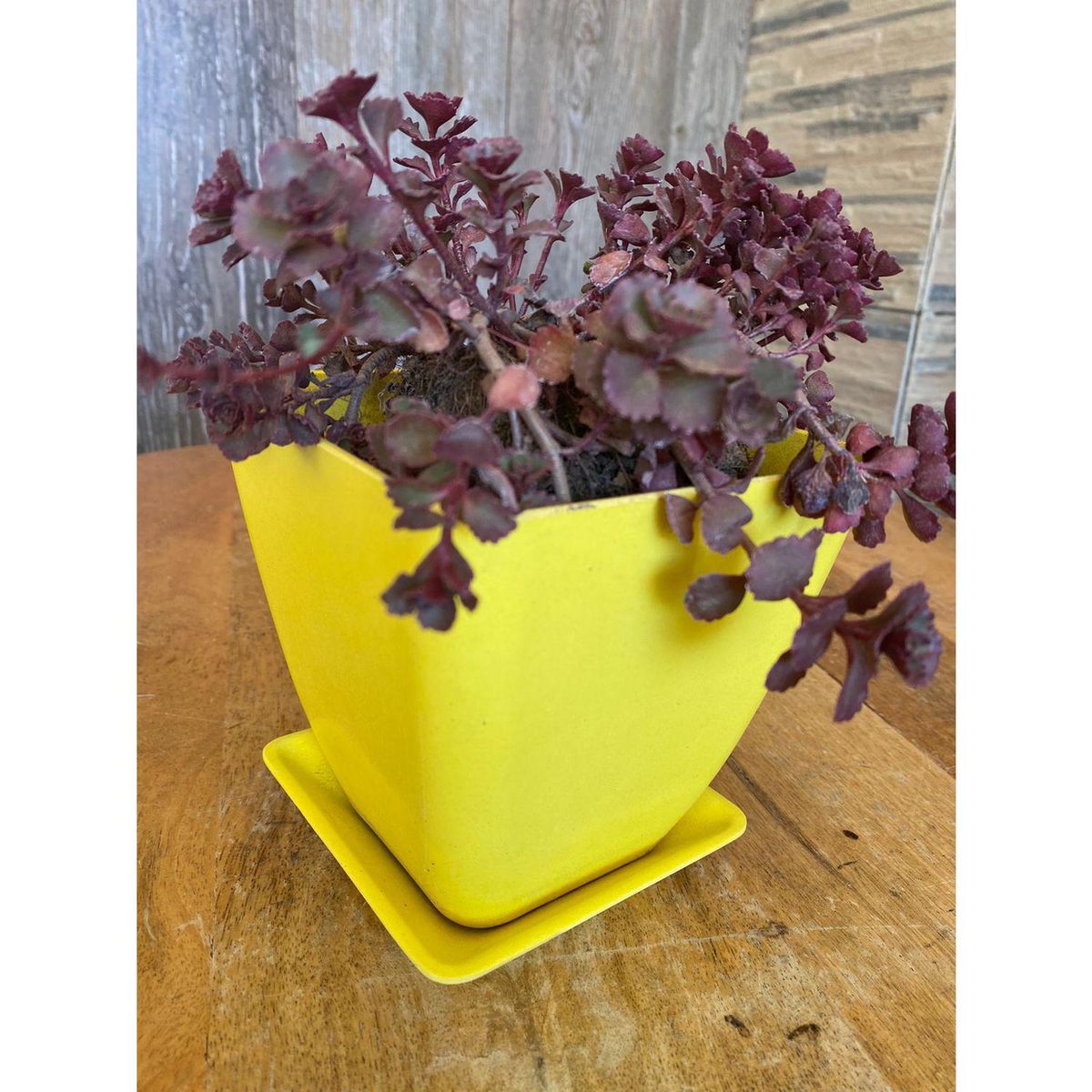 DECOGREEN - Set 4 macetero y plato biodegradable bambú cuadrado 2 coral 2 amarillo