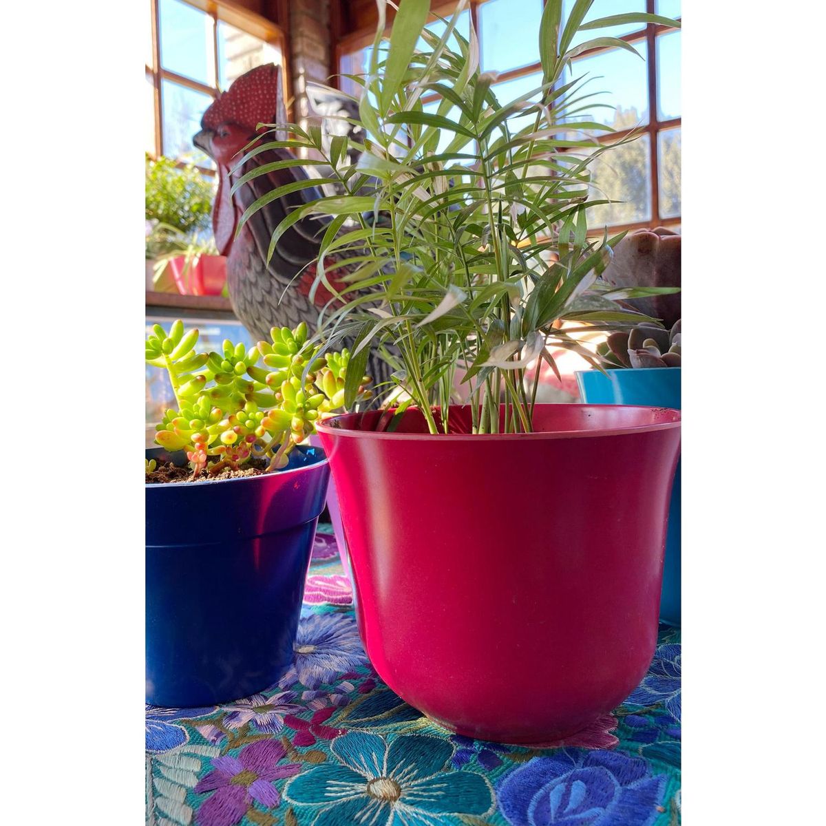 DECOGREEN - Set 6 maceteros biodegradable curvos 3 negro y 3 purpura