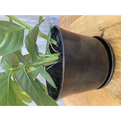 Imagen 2 del producto Set Macetero y Plato Biodegradable de Bambú 16.5x13 cm Negro