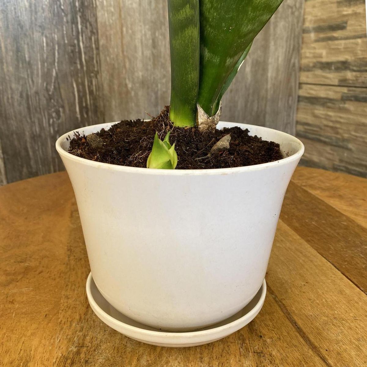 DECOGREEN - Set 4 maceteros y platos biodegradable bamboo 2 blanco 2 turquesa