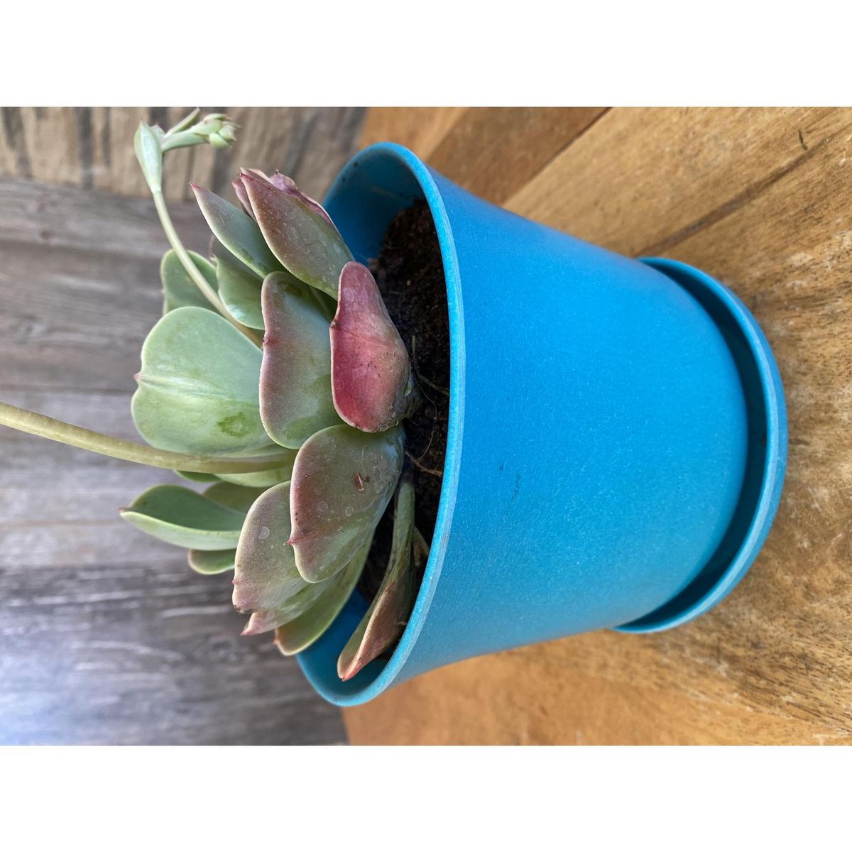 DECOGREEN - Set 4 Maceteros y Platos Biodegradables de Bambú 16.5x13 cm Turquesa