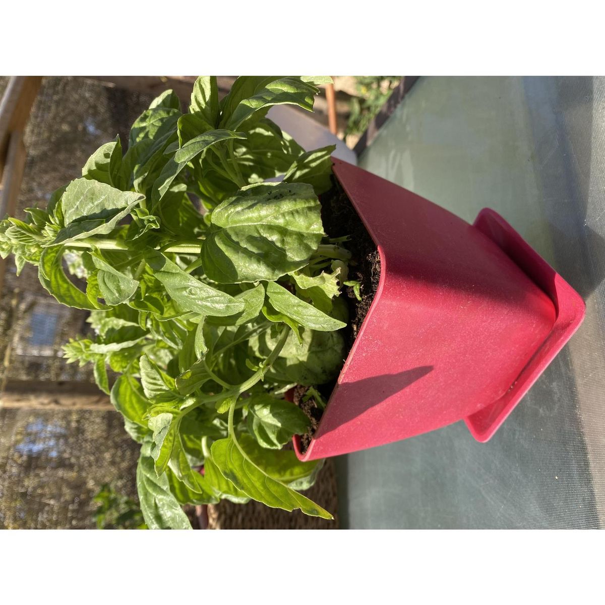 DECOGREEN - Set 4 macetero y plato biodegradable bamboo cuadrado 2 blanco 2 coral