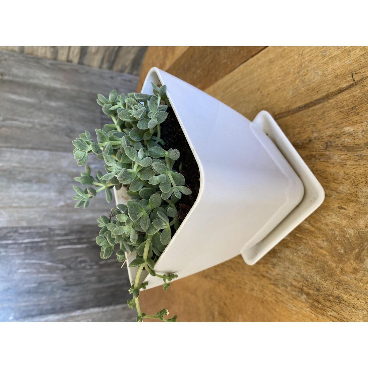 DECOGREEN - Set 4 macetero y plato biodegradable bambú cuadrado 2 blanco 2 naranjo