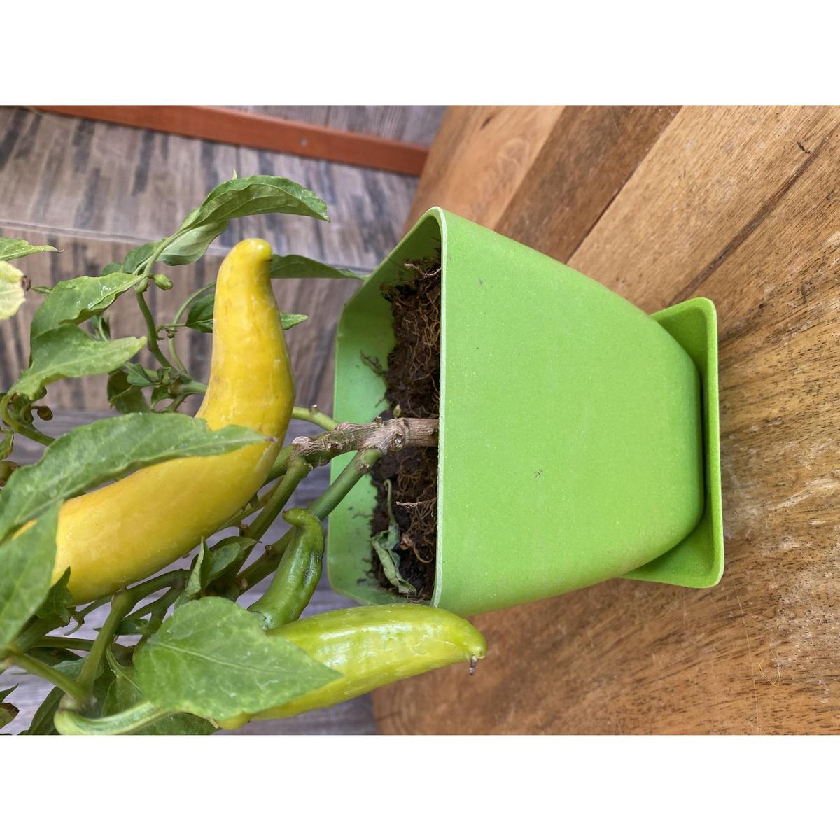 DECOGREEN - Set 4 maceteros y platos biodegradable bamboo cuadrado 2 verde 2 coral