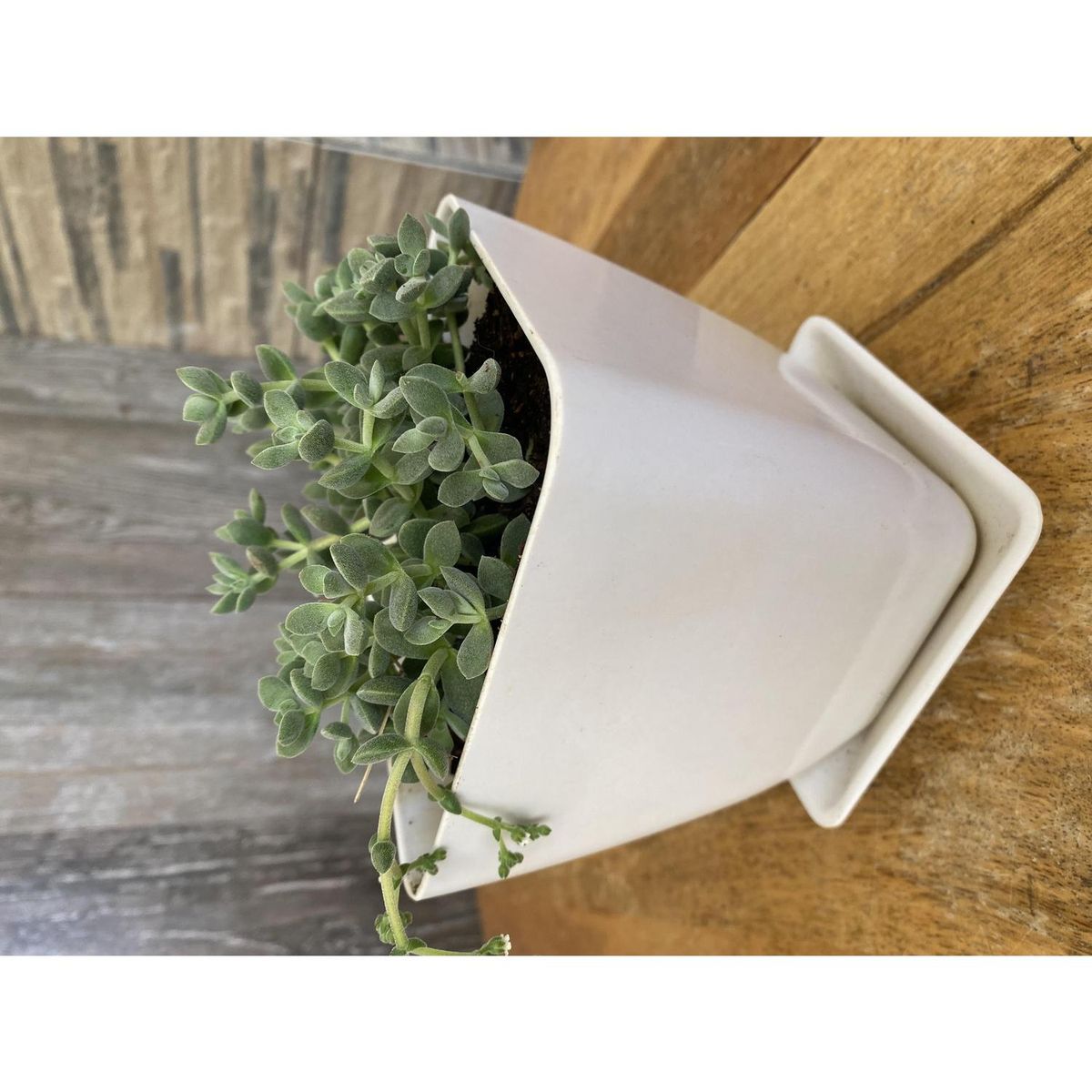 DECOGREEN - Set 4 macetero y plato biodegradable bambú cuadrado 2 blanco 2 amarill