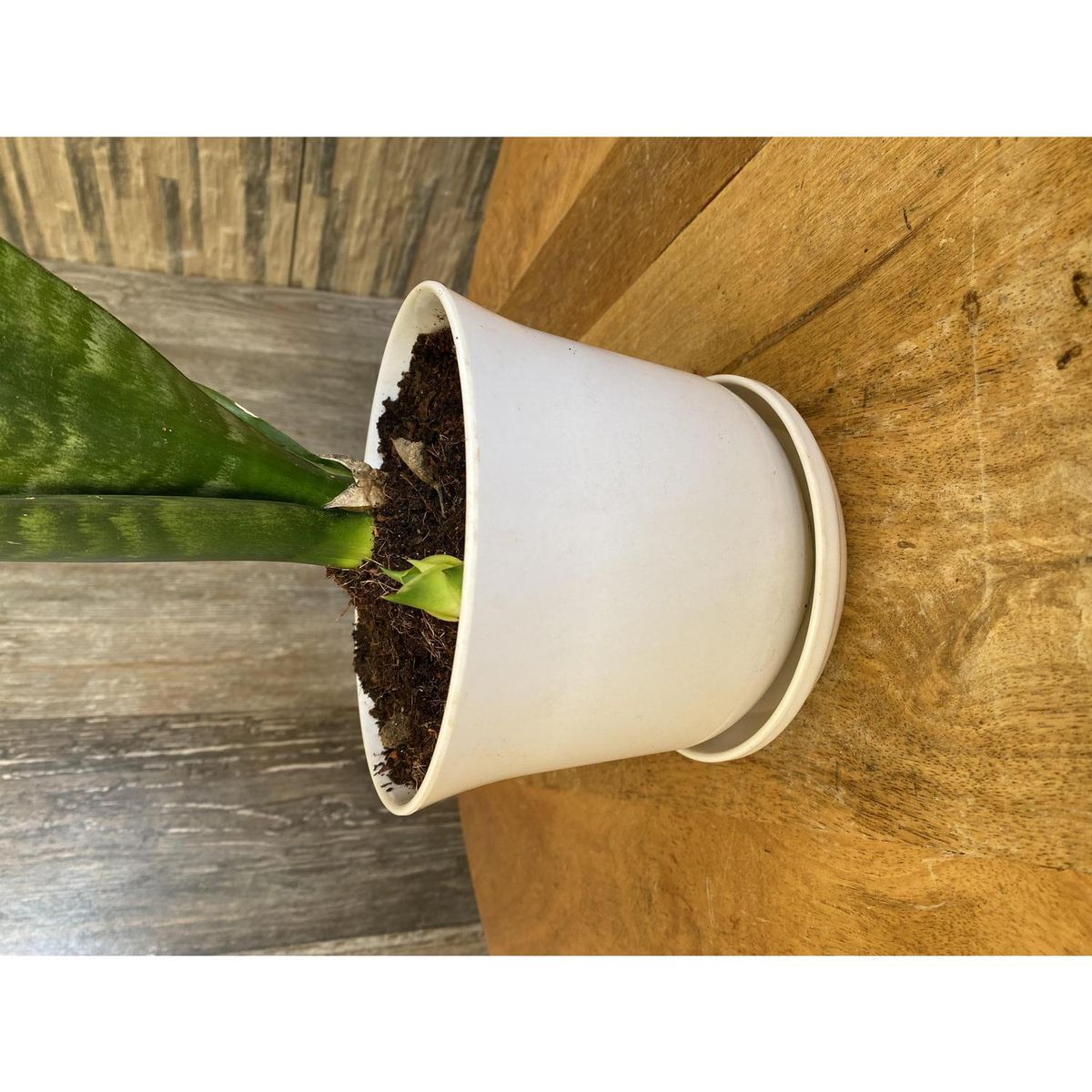 DECOGREEN - Set 2 Maceteros y Platos Biodegradable de Bambú 16.5x13 cm Blanco