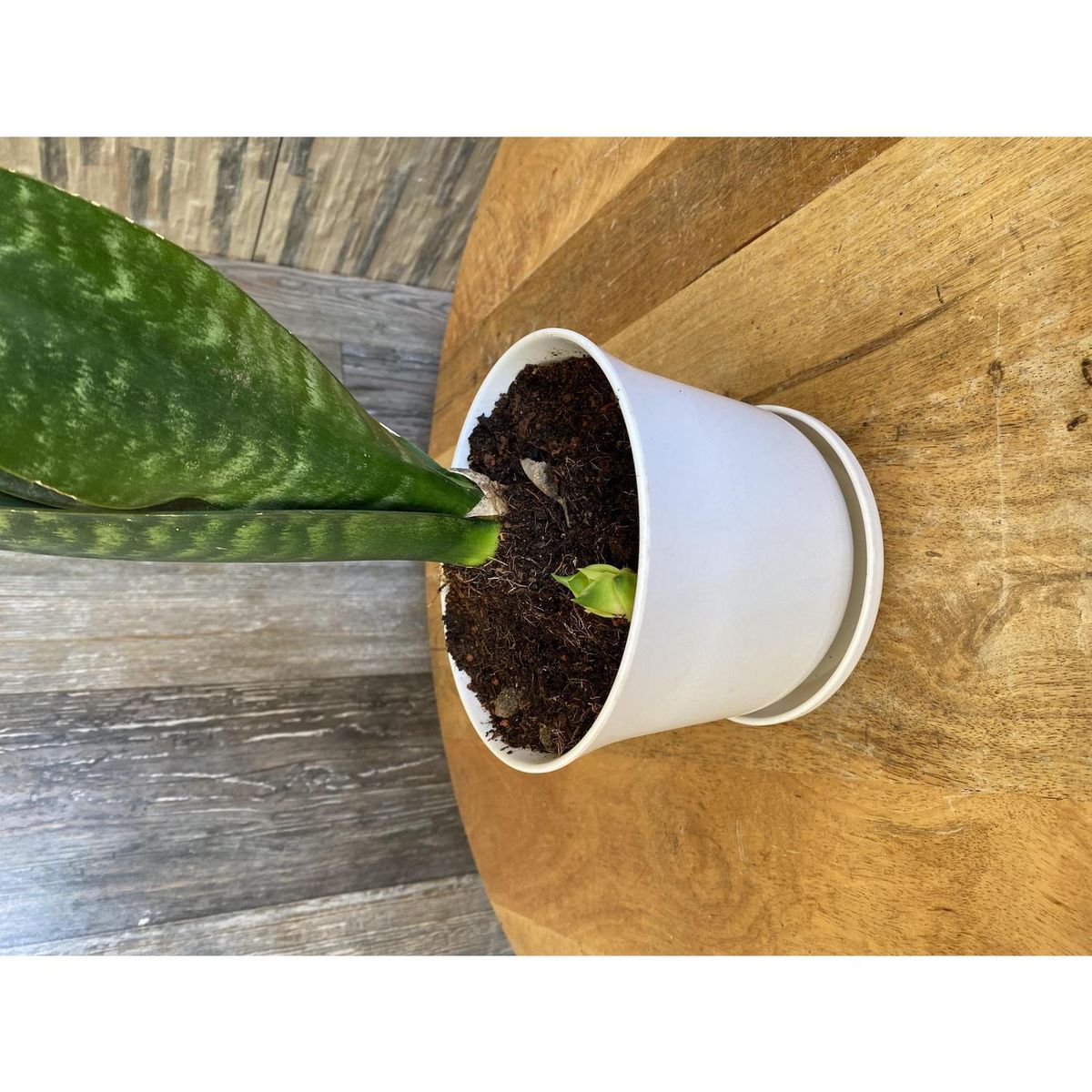 DECOGREEN - Set Macetero y Plato Biodegradable de Bambú 16.5x13 cm Blanco