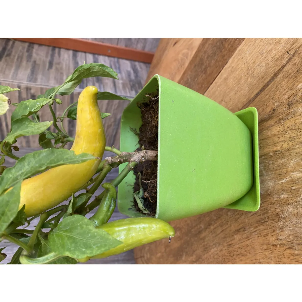 DECOGREEN - Set Macetero y Plato Biodegradable Cuadrado de Bambú 12.4x13.3 cm Verde