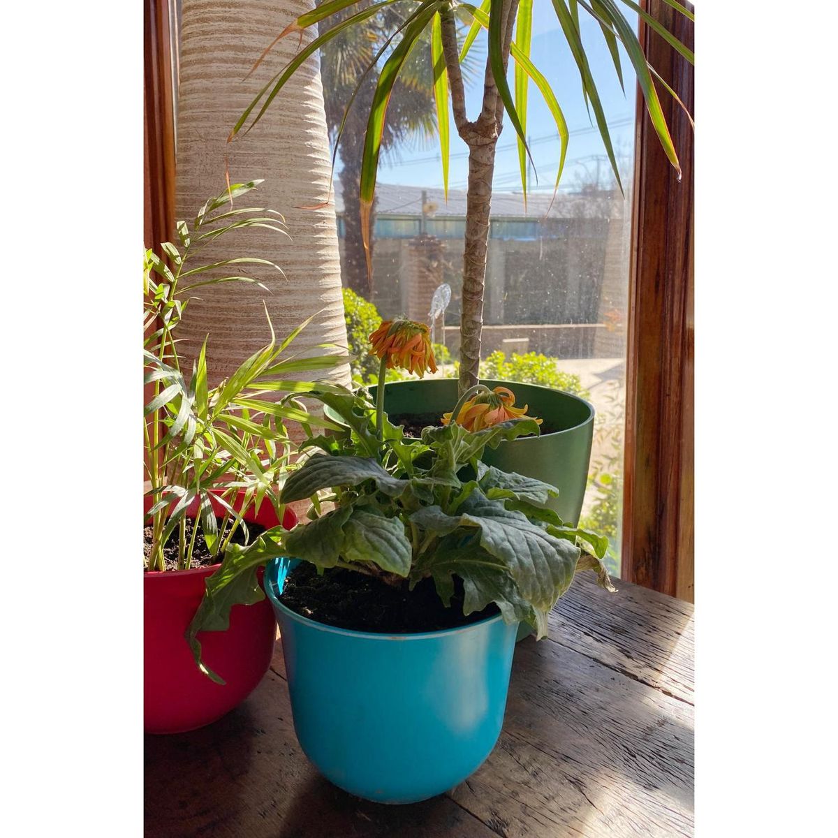 DECOGREEN - Set 6 maceteros biodegradable curvos 3 negro y 3 turquesa