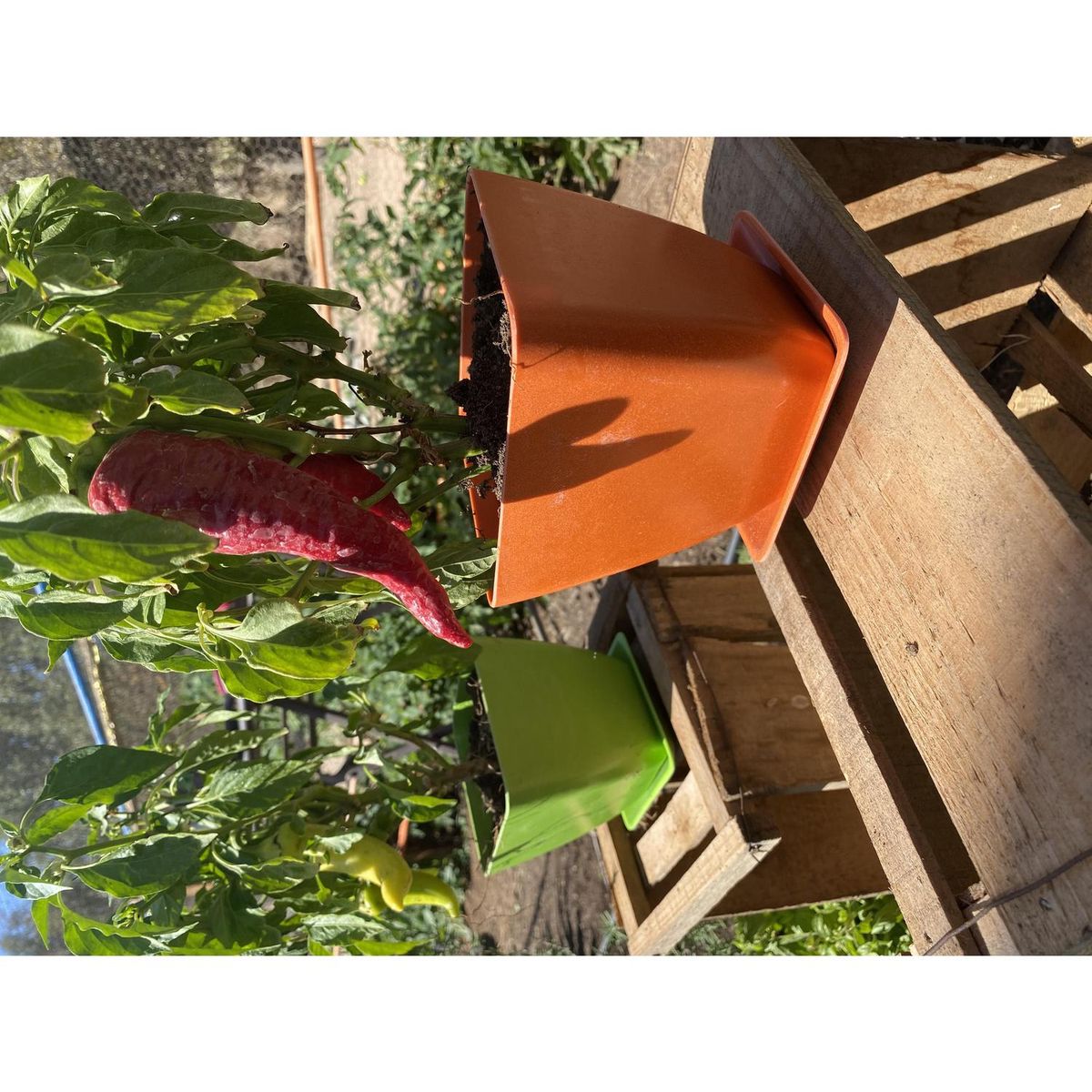 DECOGREEN - Set 4 macetero y plato biodegradable bamboo cuadrado 2 verde 2 naranjo