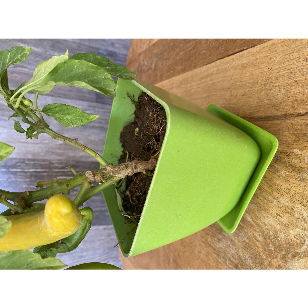 DECOGREEN - Set 4 Maceteros y Platos Biodegradables Cuadrados de Bambú 12.4x13.3 cm Verde y Blanco