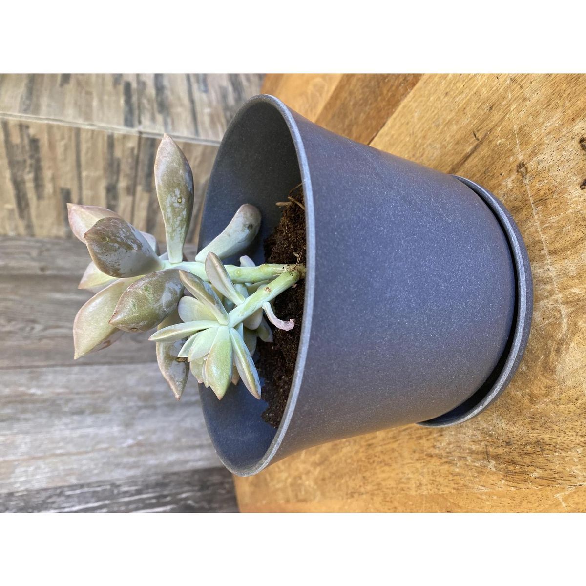 DECOGREEN - Plato biodegradable para modelo curvo o redondo gris