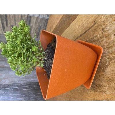 Imagen 2 del producto Plato Base Biodegradable Para Maceta Naranjo 14 Cm