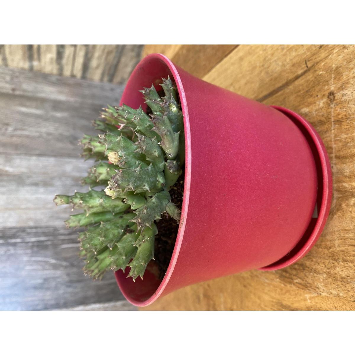 DECOGREEN - Plato biodegradable para modelo curvo o redondo purpura