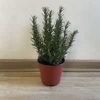 Romero Arbustivo 20 cm Natural CT15