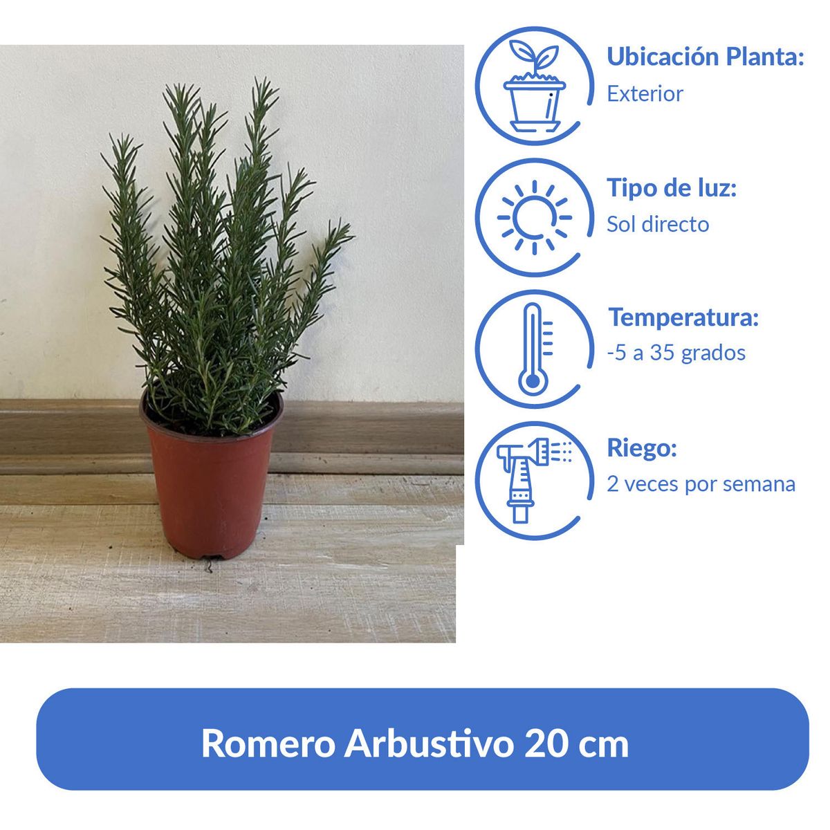 GENERICO - Romero Arbustivo 20 cm Natural CT15