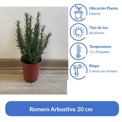 Imagen 2 del producto Romero Arbustivo 20 cm Natural CT15