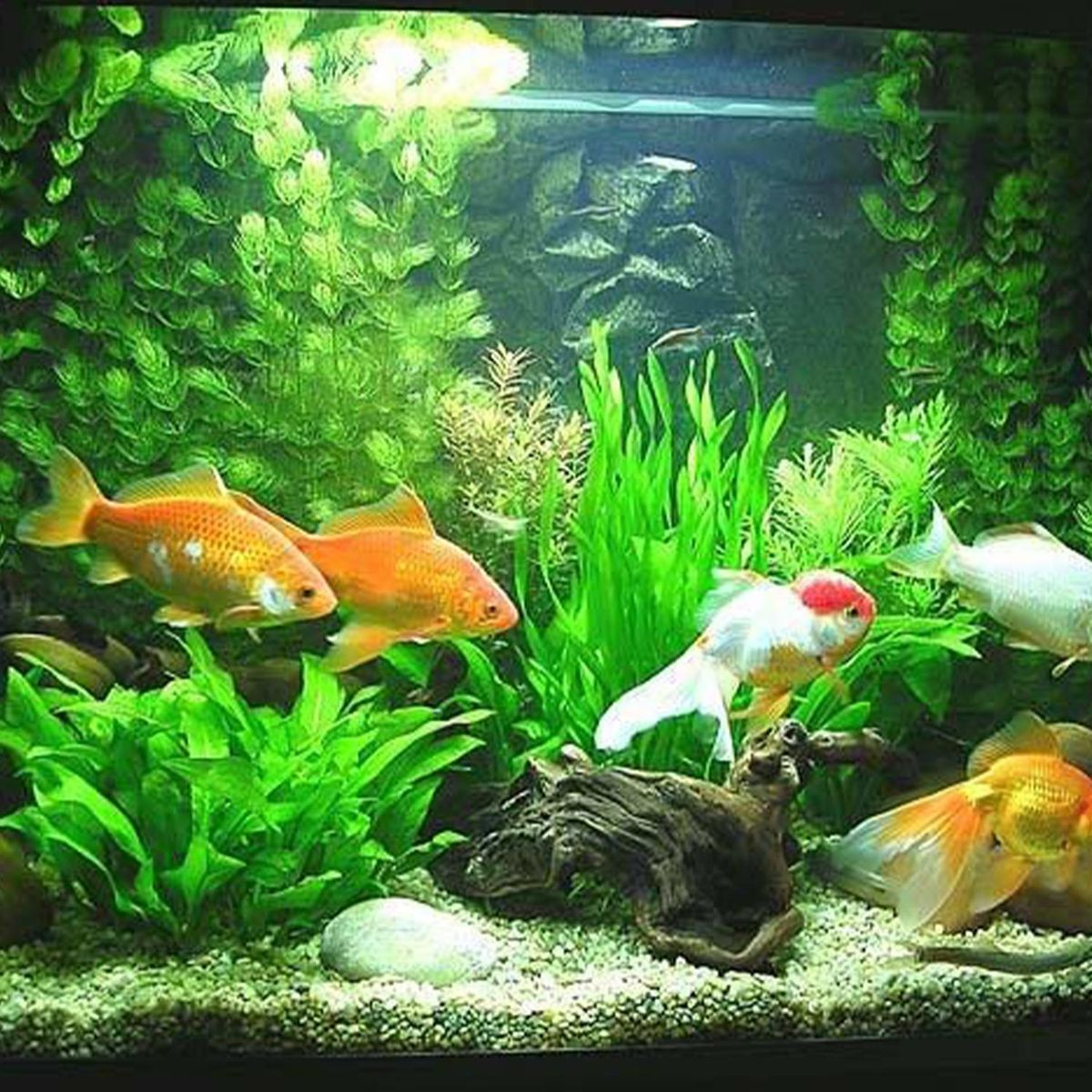 AQUAMUNDO -  para Otros 60x30x25 cm Transparente