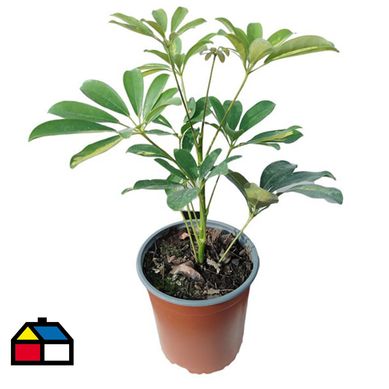 Schefflera Arboricola 30 cm CT15