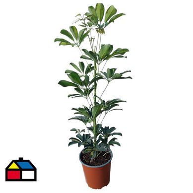 Schefflera Arboricola 50 cm CT17