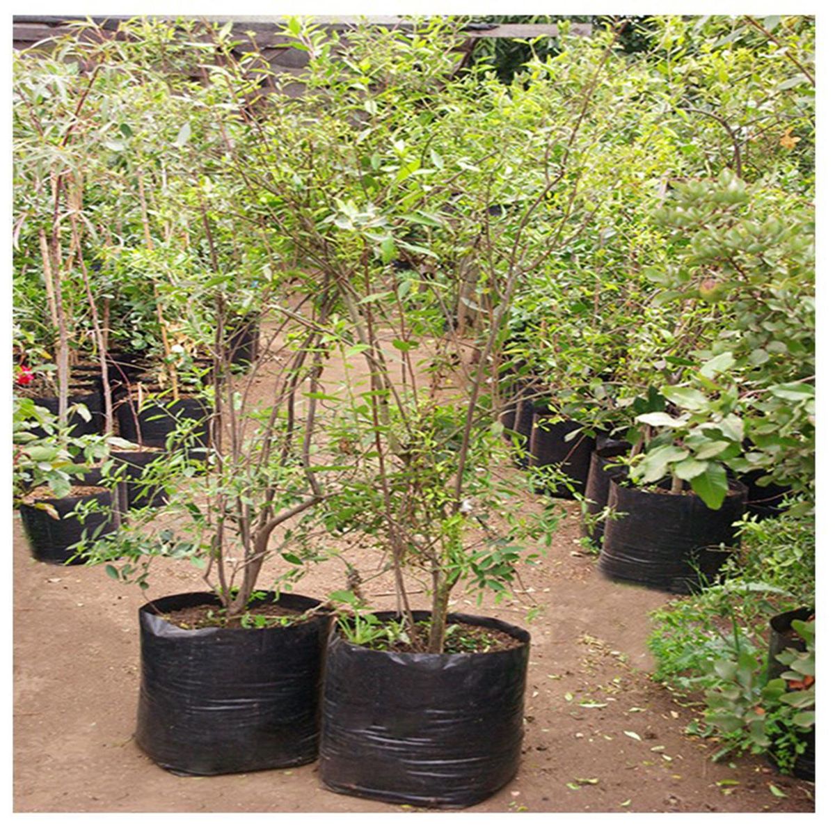  - Maiten 70 cm Natural CT30