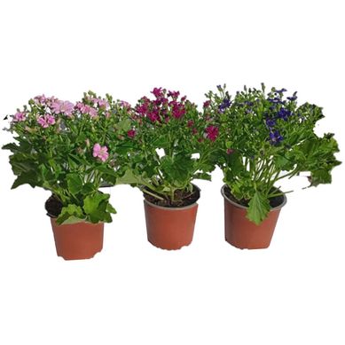 Cineraria Multiflora 20 cm Natural CT14