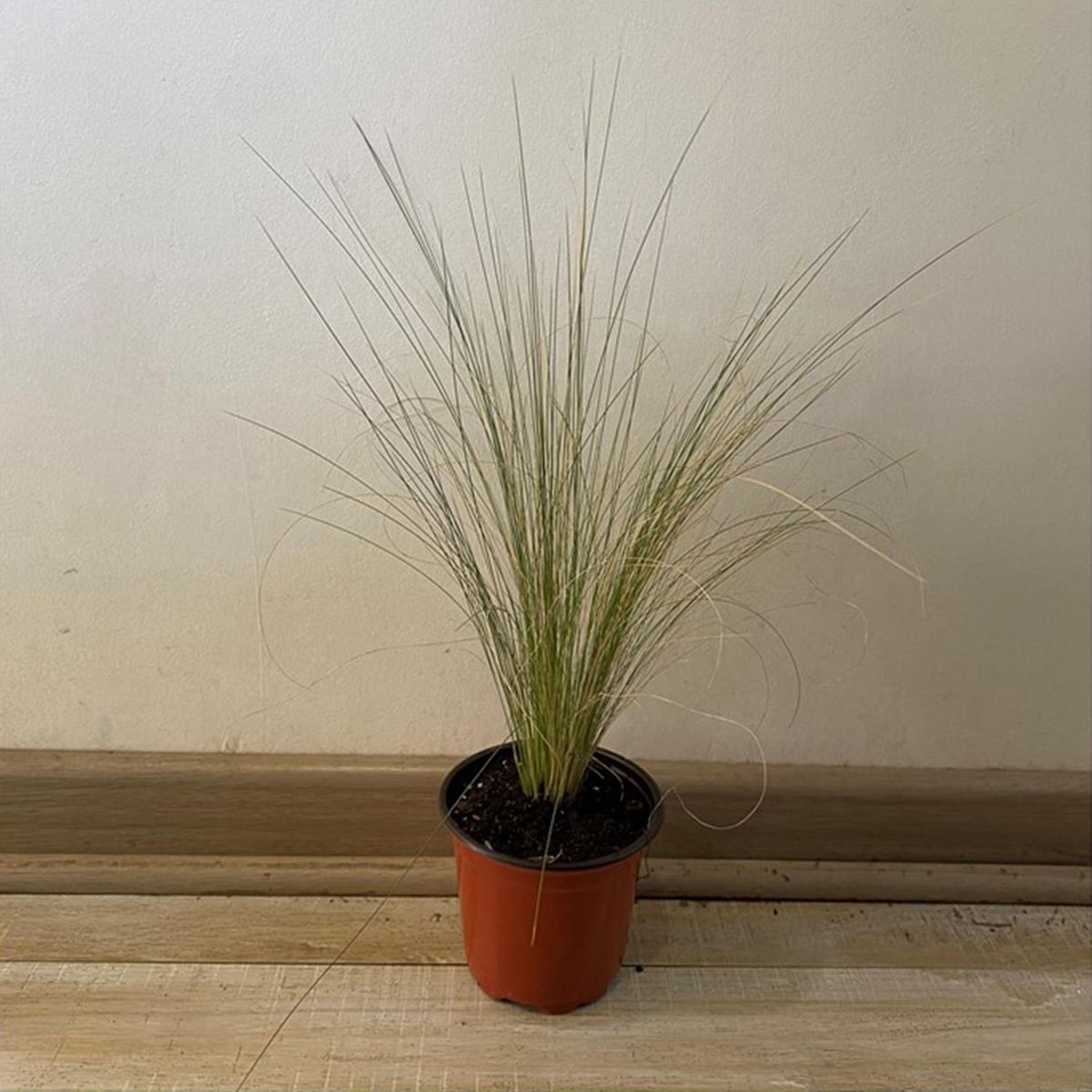 GENERICO - Stipa Tenuissima 20 cm Natural CT11