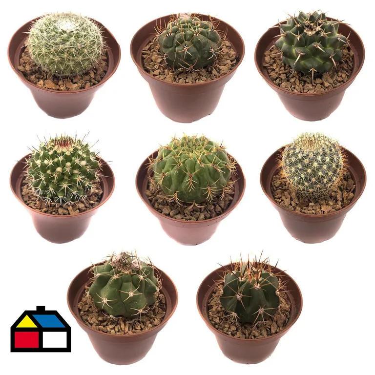 Cactus colección 7 cm Natural CT9