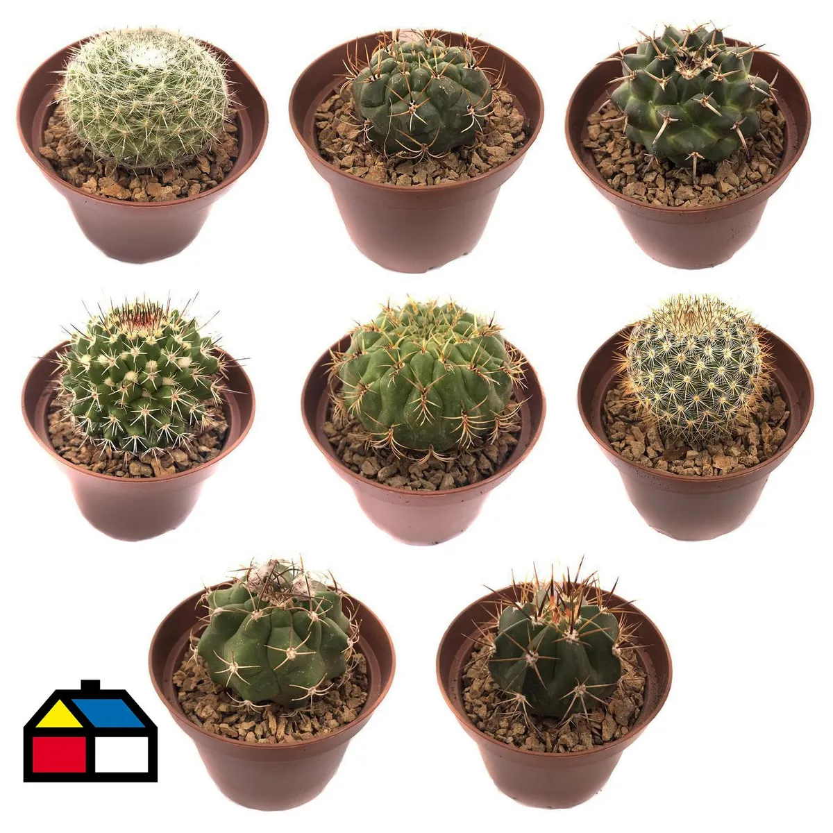 FEROXCACTUS - Cactus colección 7 cm Natural CT9