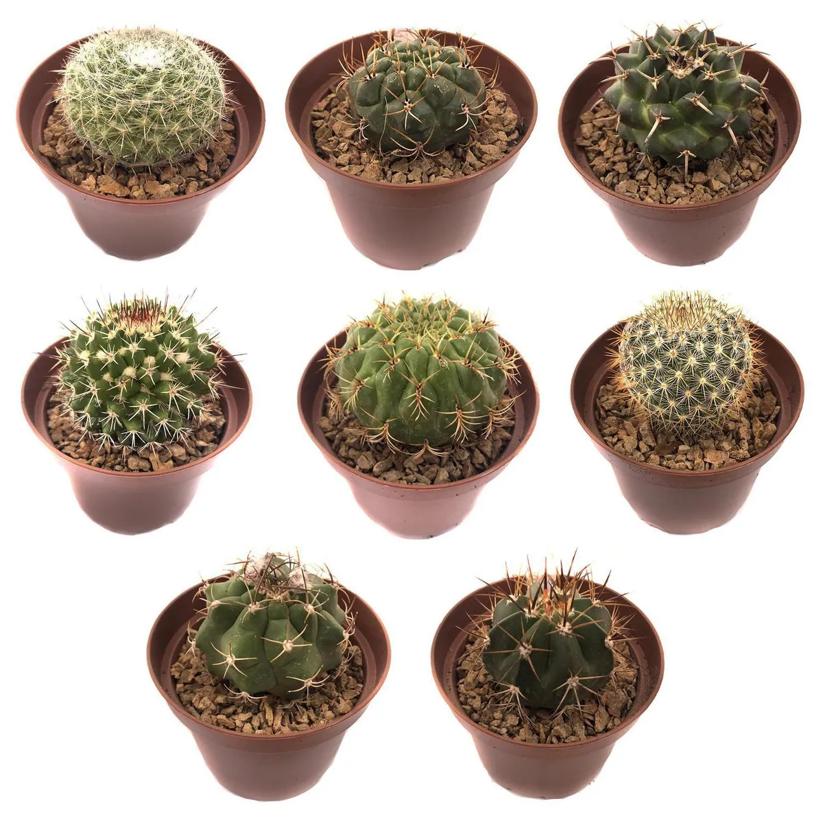 FEROXCACTUS - Cactus colección 7 cm Natural CT9