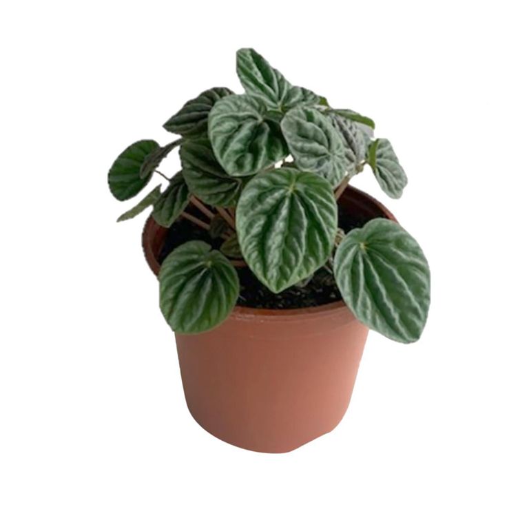 Peperomia Caperata 10 cm Natural CT13