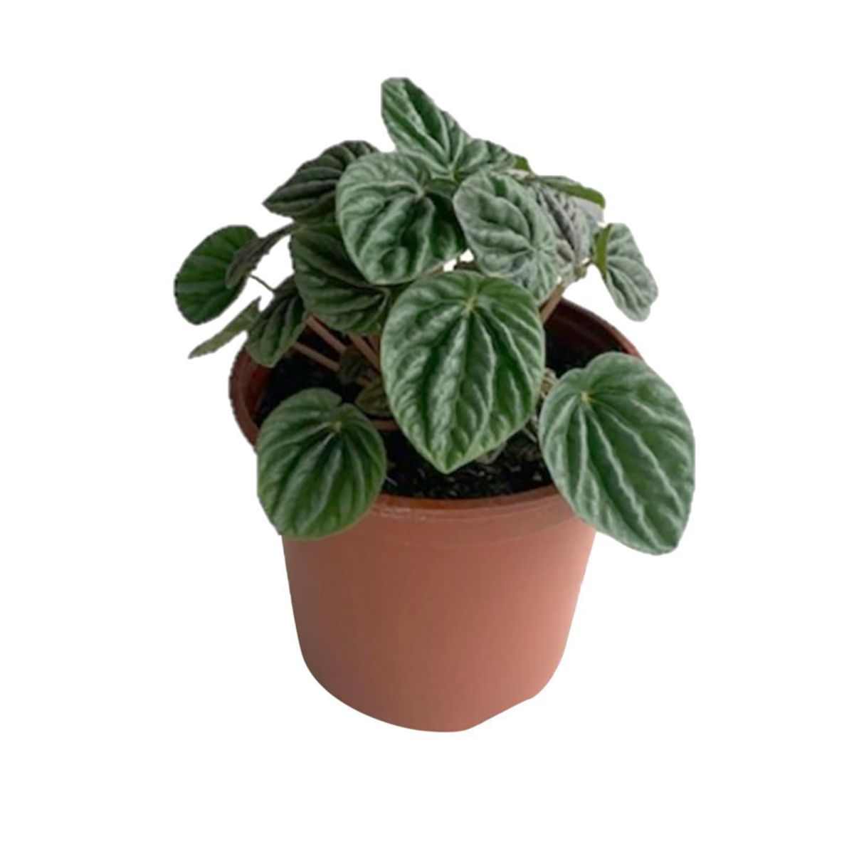 LAS BANDURRIAS - Peperomia Caperata 10 cm Natural CT13
