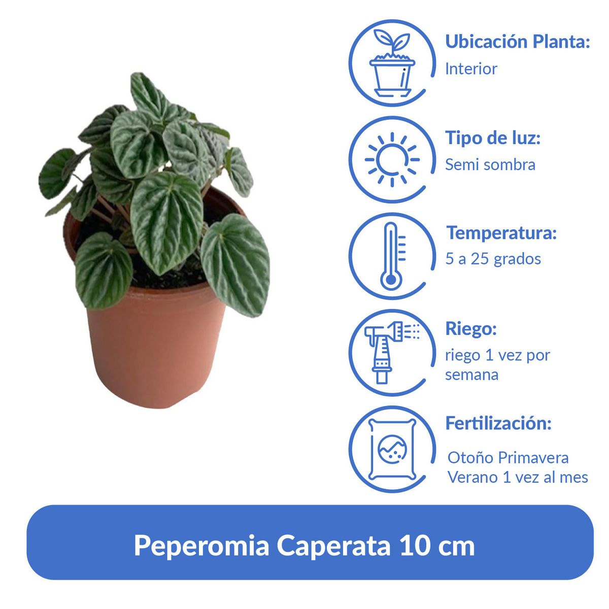 LAS BANDURRIAS - Peperomia Caperata 10 cm Natural CT13
