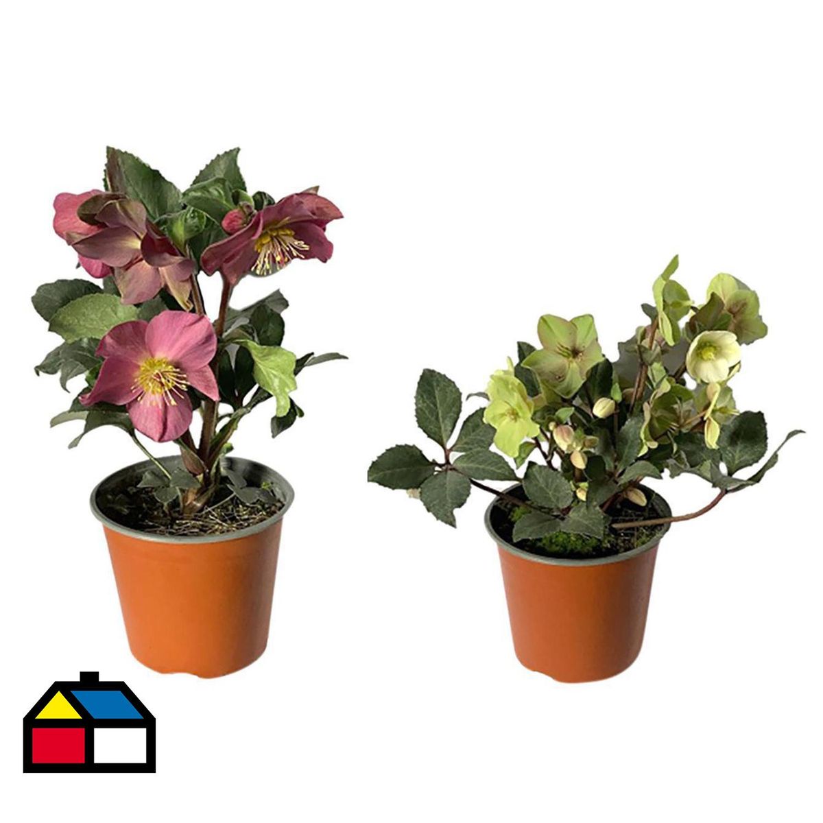 LAS BANDURRIAS - Helleborus 20 cm Natural CT17