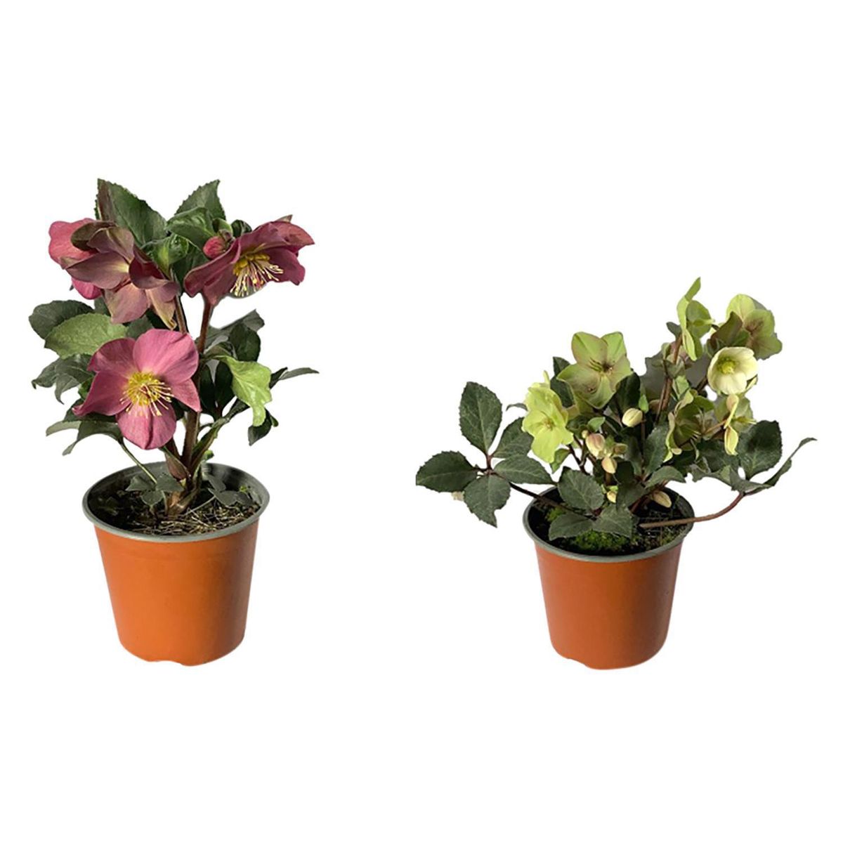 LAS BANDURRIAS - Helleborus 20 cm Natural CT17