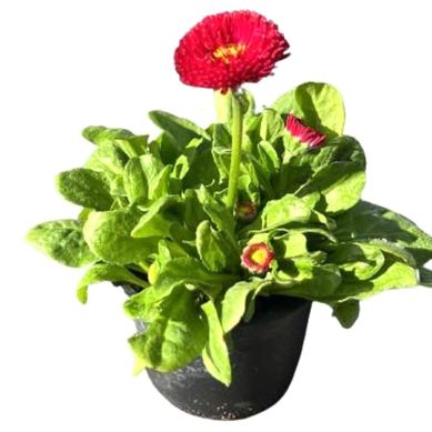 Bellis 10 cm Natural CT10