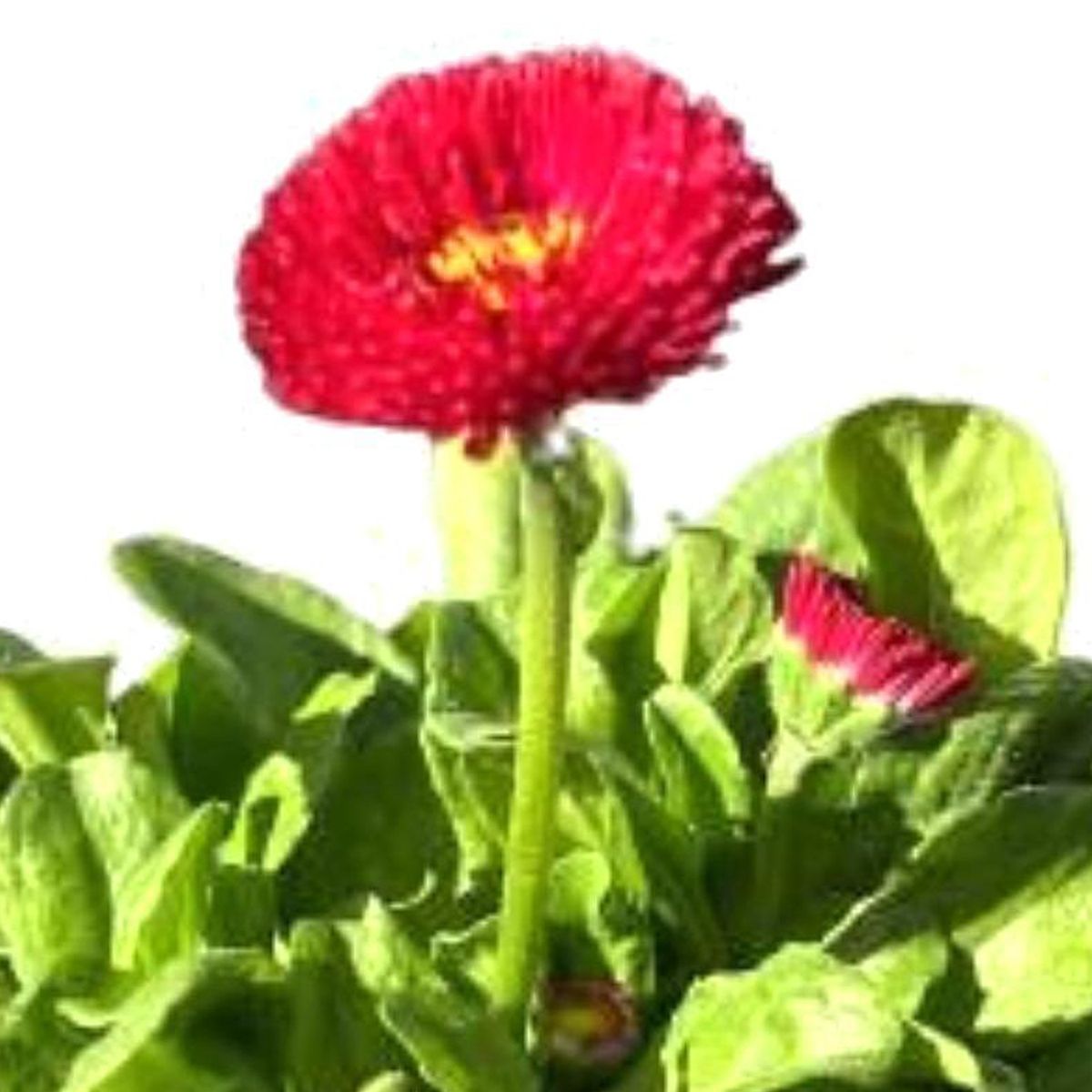 GENERICO - Bellis 10 cm Natural CT10