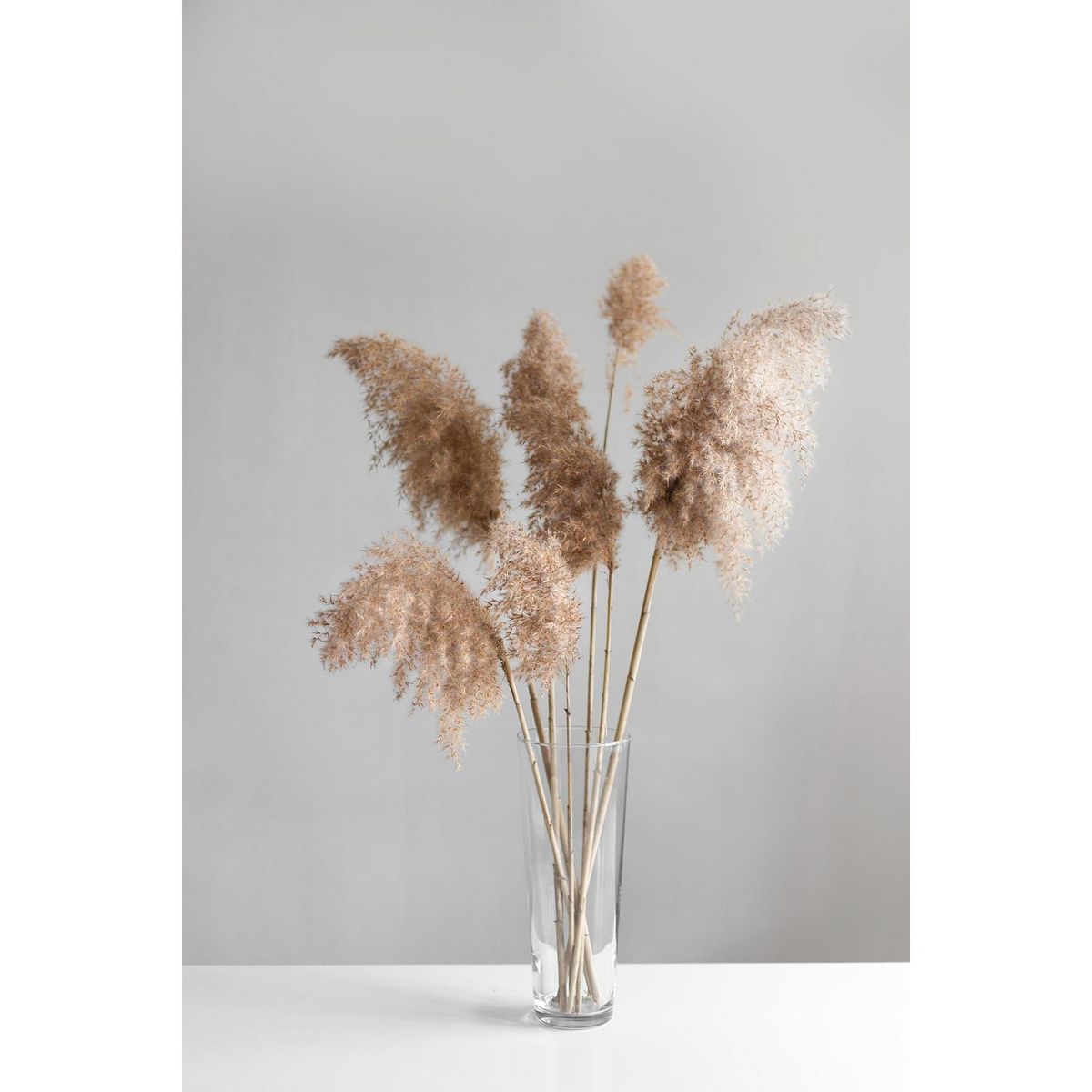 KELIM CASA GITANA - Cola de zorro natural para decoracion 10 unidades