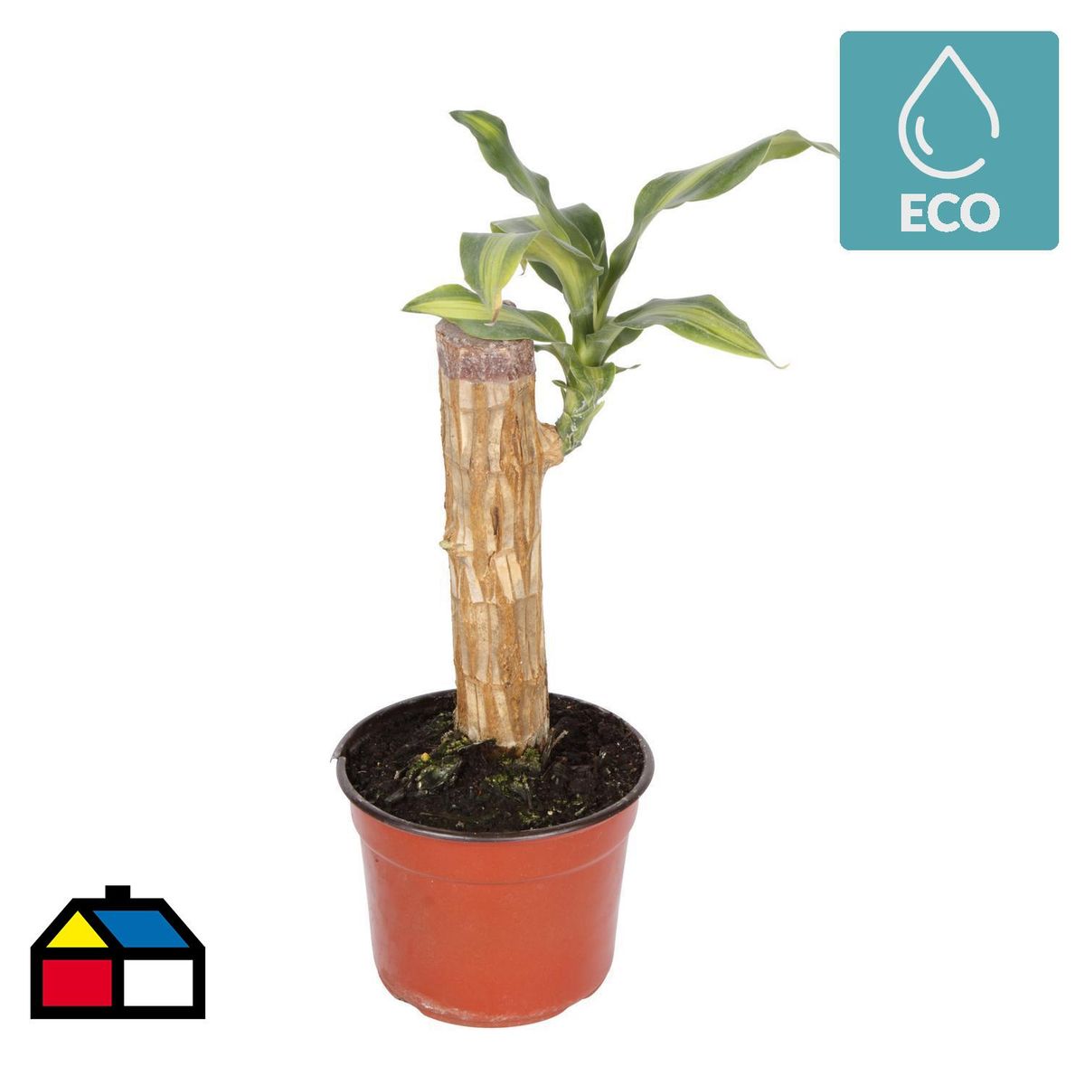 VIVEROS HIJUELAS - Palo De Agua 20 cm Natural CT13