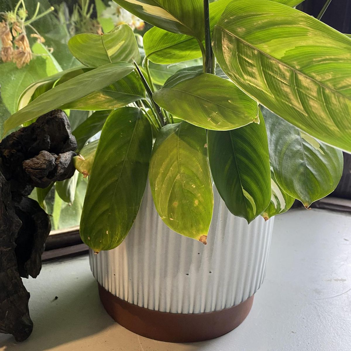 DECOGREEN - Set 2 Maceteros Enlozados Blancos 14x12 y 20x18