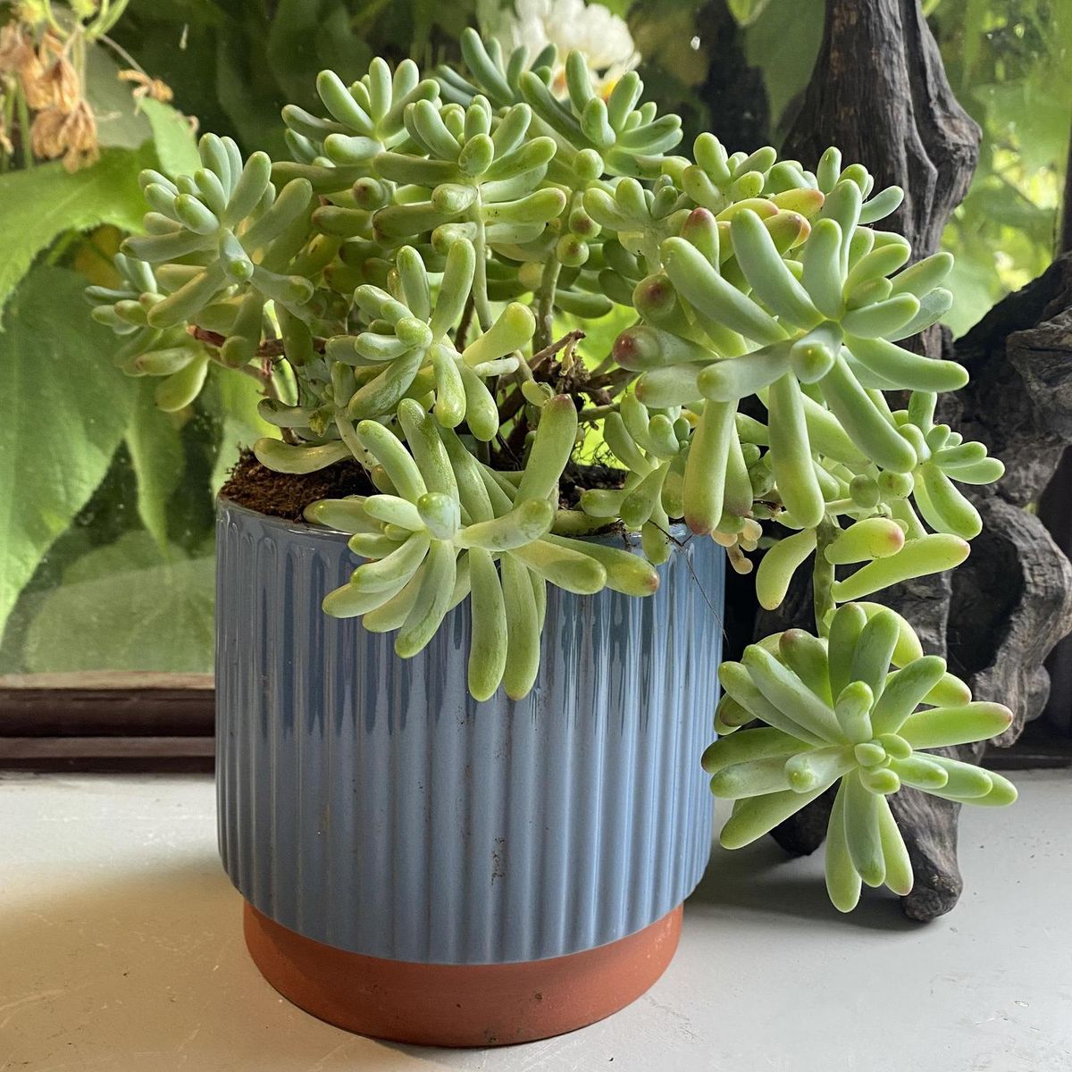 DECOGREEN - Macetero Enlozado de Arcilla x20 cm Azul