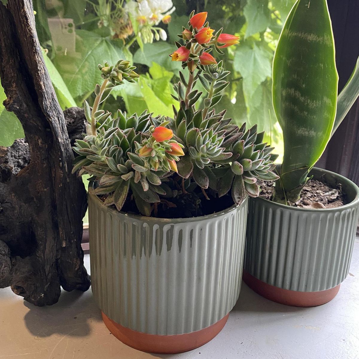 DECOGREEN - Macetero Enlozado de Arcilla 17x15 cm Oliva