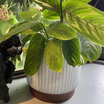 Imagen 2 del producto Macetero Enlozado de Arcilla 18x20 cm Blanco