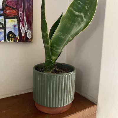 Imagen 2 del producto Macetero Enlozado de Arcilla 14x12 cm Oliva