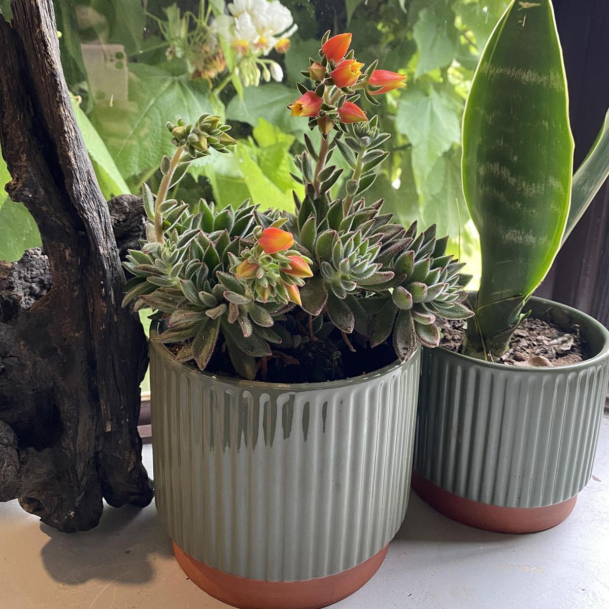 DECOGREEN - Set 3 Maceteros Enlozados Oliva 14x12, 17x15 y 20x18