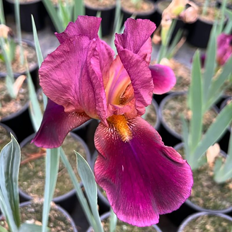 FLORES DE MI TIERRA - Iris 40 cm Natural CT29