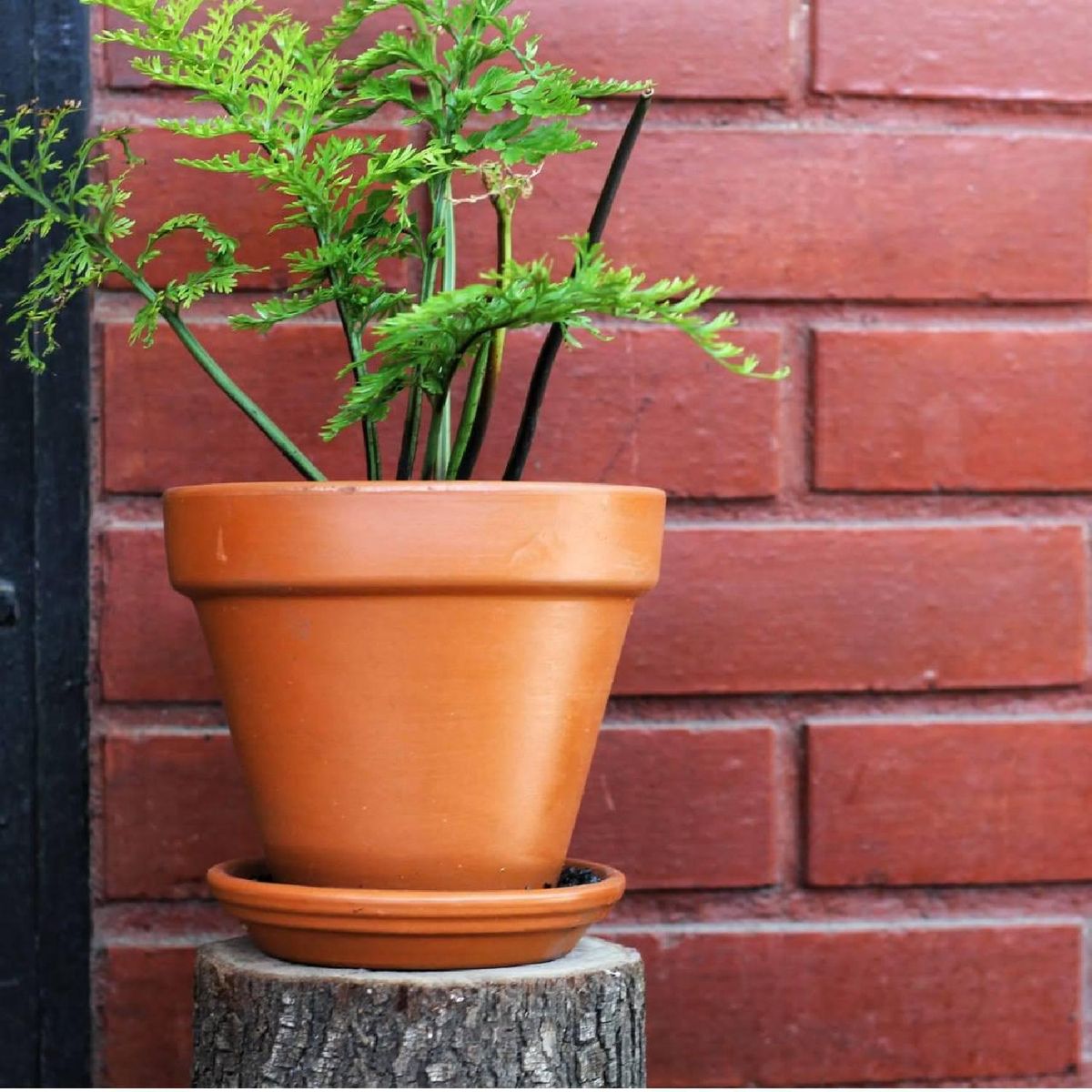 MESTIZA - Set 3 Maceteros y Platos Kony de Arcilla 15x19 Terracota