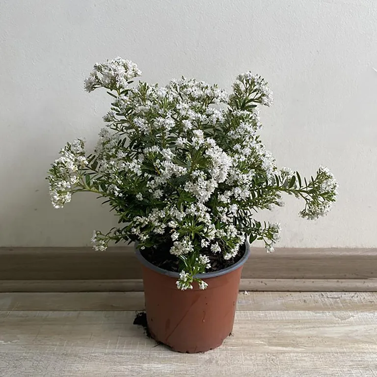 Planta Verónica Colombiana Natural 0.25 m