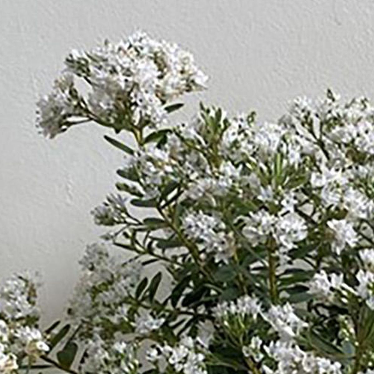 GENERICO - Planta Verónica Colombiana Natural 0.25 m