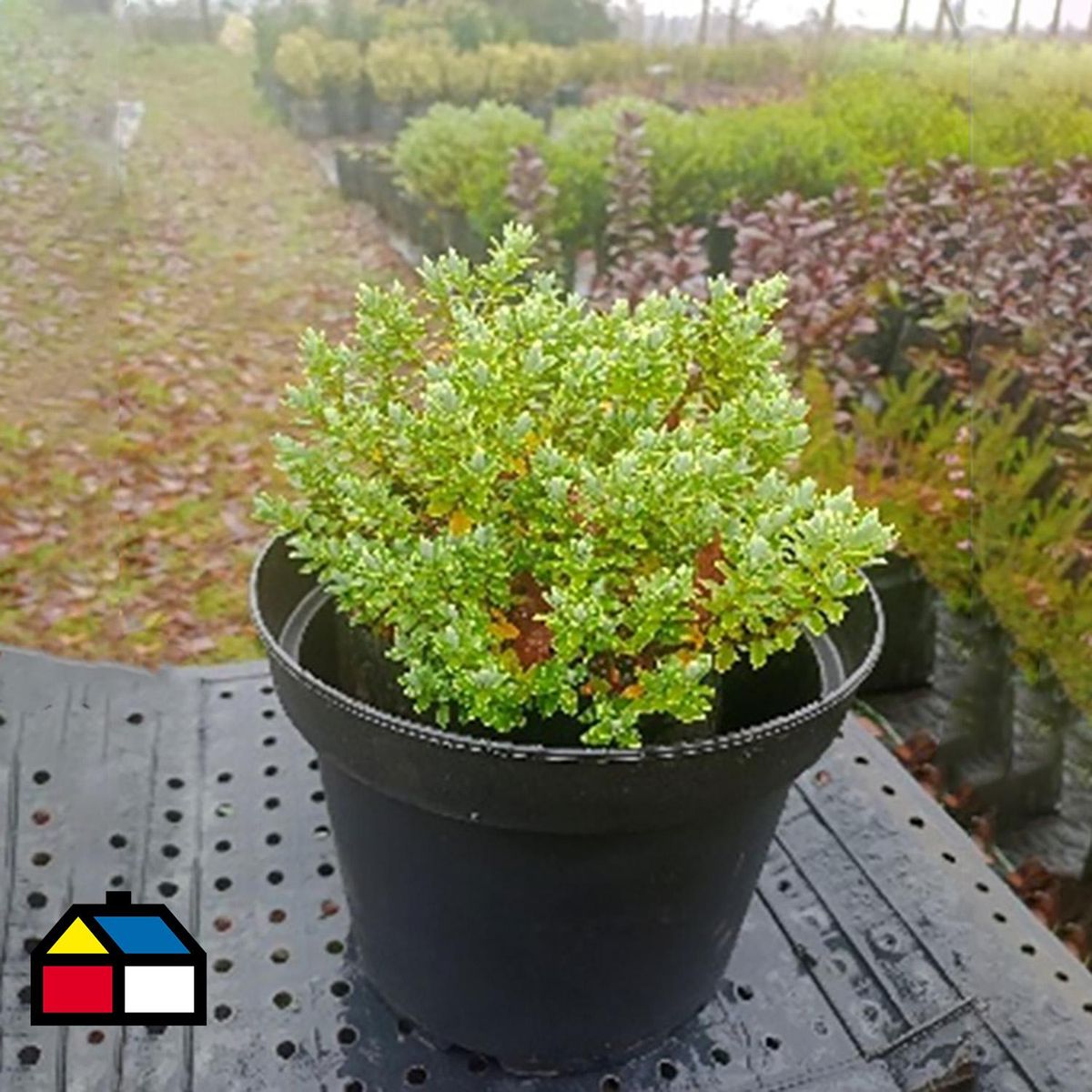 GENERICO - Arbusto Verónica Gris Natural 20 cm